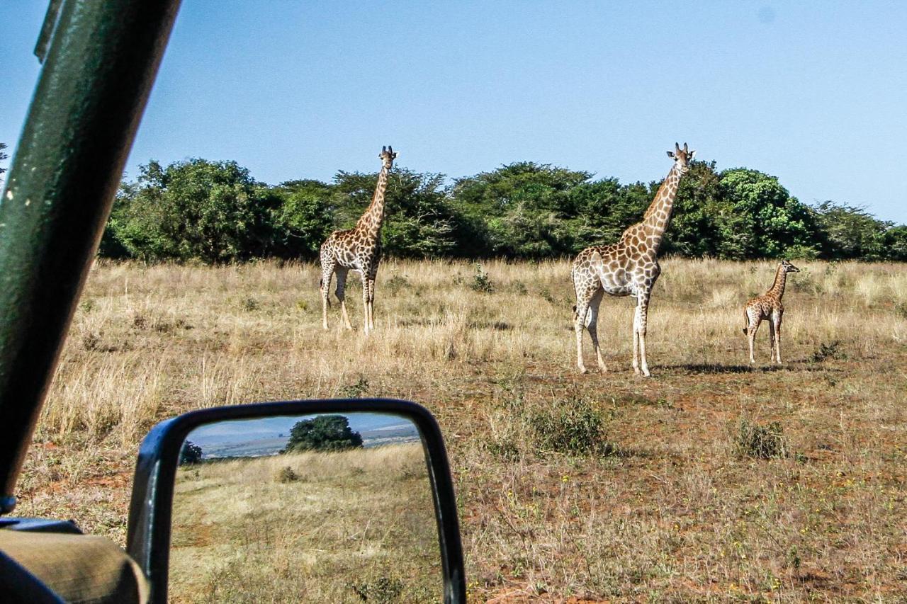 Ezulwini Game Lodge Hluhluwe Extérieur photo